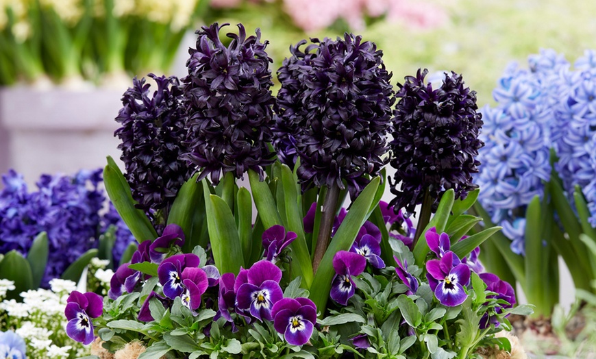 Image 1: 8 or 16 Bulbs of Black Hyacinth Midnight Mystic
