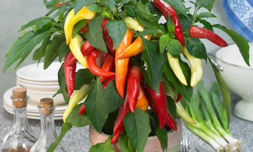 Image 10: Small Space Vegetable Plants - 3 or 6 Potted Plants