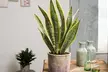 Planta de Sansevieria en diferentes tamaños - Second Medium