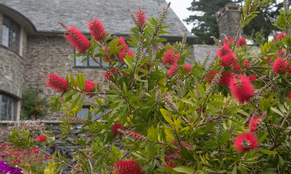 1 ou 2 plantes en pot 'Bottlebrush' Callistemon - Primary Image