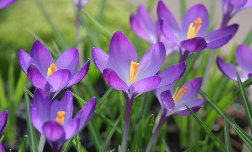 Image 10: 40, 80 ou 120 bulbes de fleurs à papillons