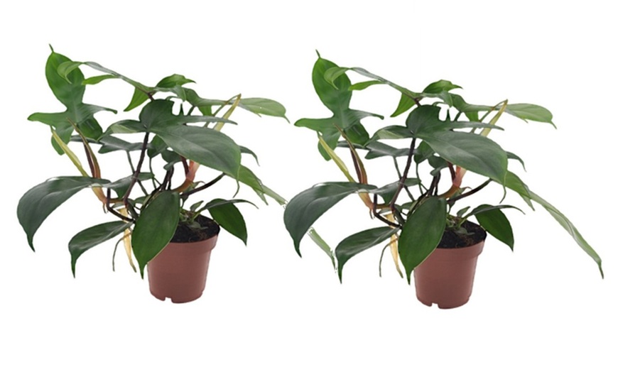 Image 7: Philodendron Florida Green