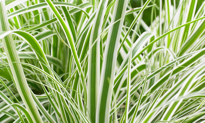 Image 2: Carex Morrowii Ornamental Grass