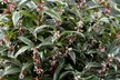 Sarcococca Winter Gem - 1 or 3 Potted Plants - Image 3