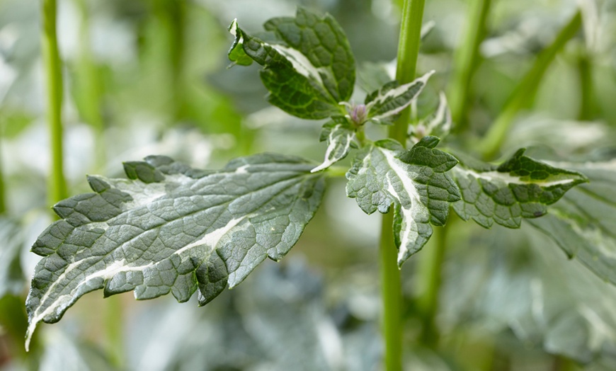 Image 5: One, Two or Three Agastache Crazy Fortune Plants