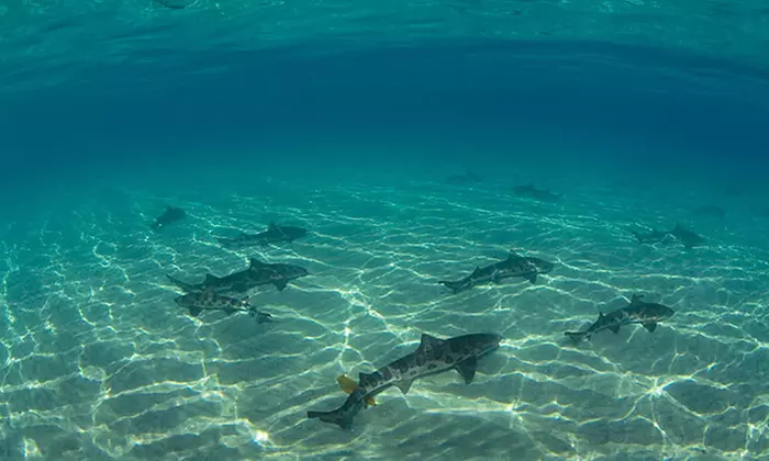 $29 for One-Hour Leopard Shark Snorkel Tour for One at Everyday California ($50 Value) - Primary Image