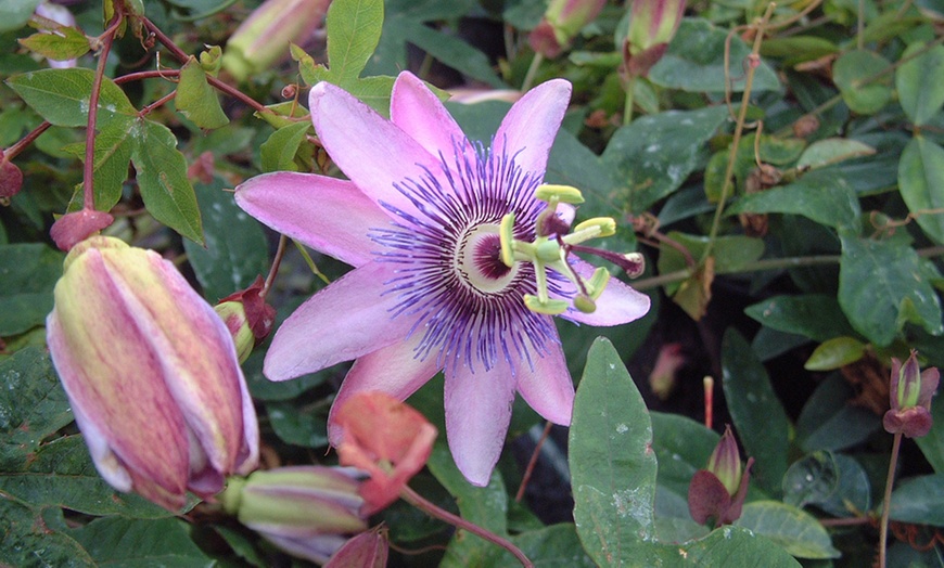 Image 6: Passion Flower Collection 3 Varieties - 1 or 3 Potted Plants
