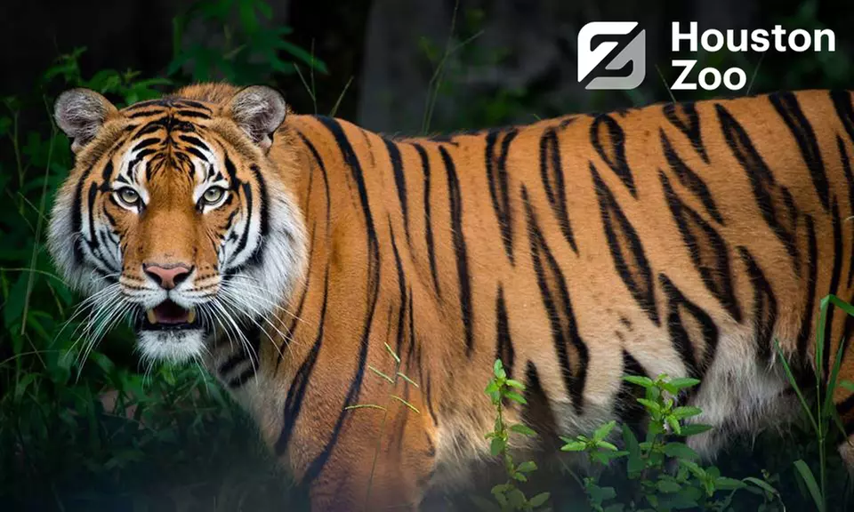 One Child or Adult Admission to The Houston Zoo - Primary Image