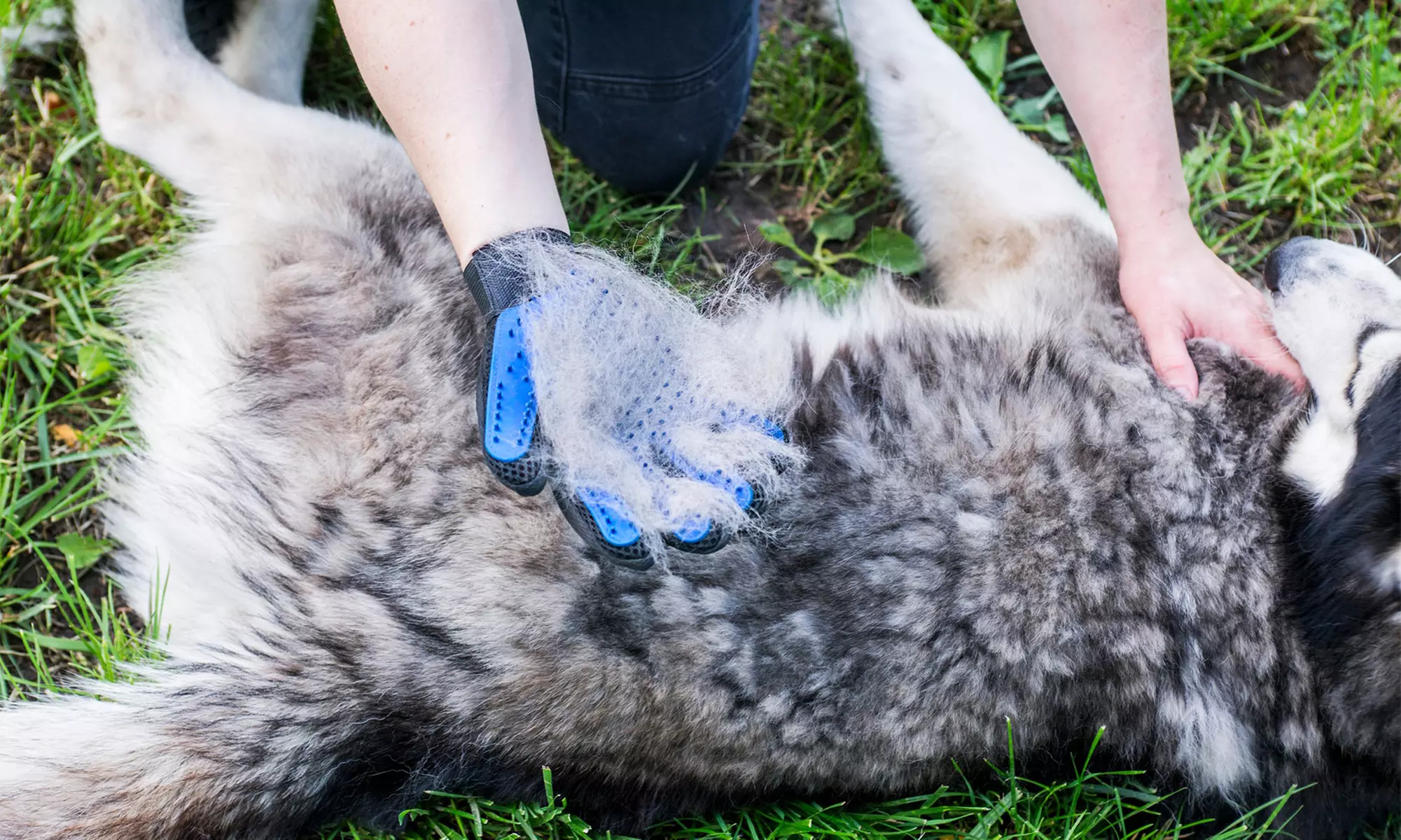 Gant de toilettage pour animaux de compagnie - Primary Image