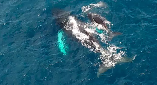 Two-Hour Whale Watching Cruise at Waikiki Snorkel Company