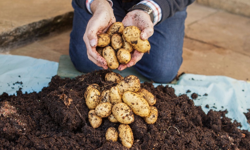 Image 1: Patio Potato Kit, Three Varieties