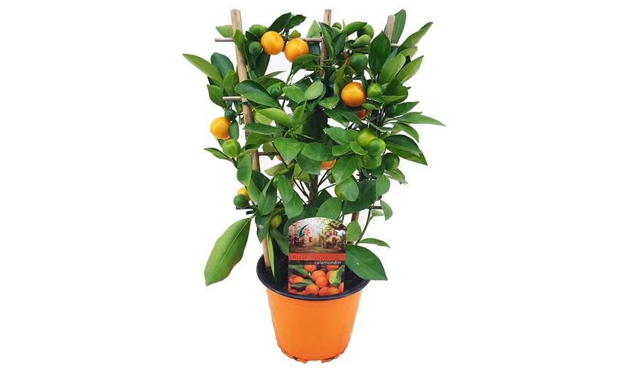 Image 2: 1x oder 2x Zitruspflanze Calamondin