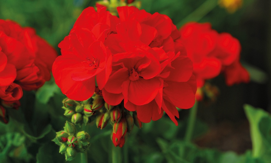 Image 11: 5, 15 or 30 Jumbo Plug Plants of Geranium Giant
