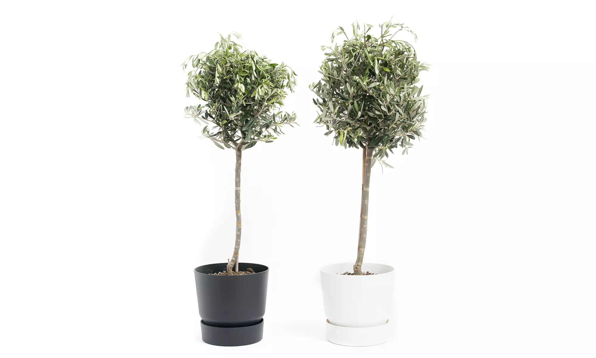 1 of 2 XXL rustieke olijfbomen