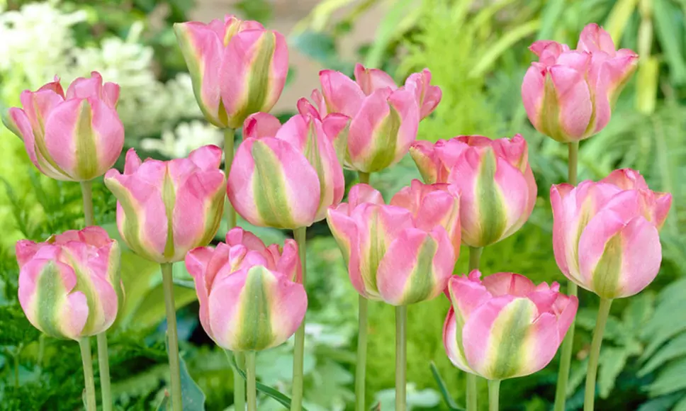 Greenland Rosy Pink Tulip Bulbs (20-, 30-, or 50-Pk.) - Primary Image