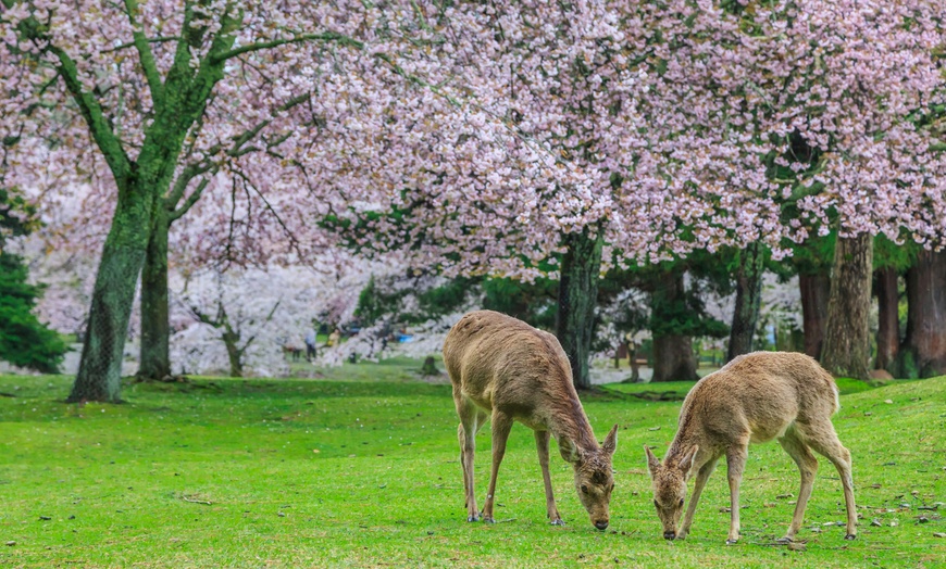 Image 10: Japan: 8 Nights with Breakfast