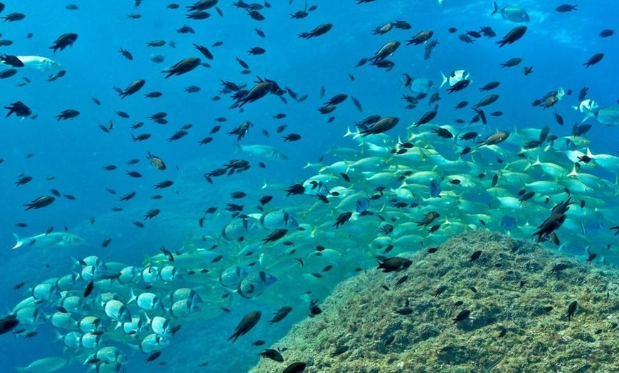 Image 2: ¡Sesión de snorkel en Montgrí! ¡Descubre el paraíso submarino!