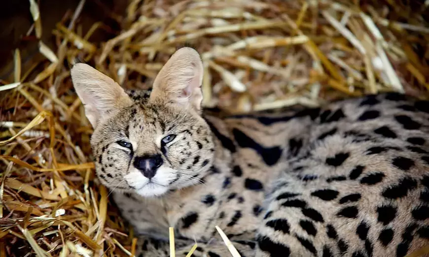 Meet Animals Up Close: Exotic Animal Experience for Two or Four