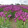 Image 1: See Skagit Valley in Bloom: Day Trips for 1, 2, or 4!