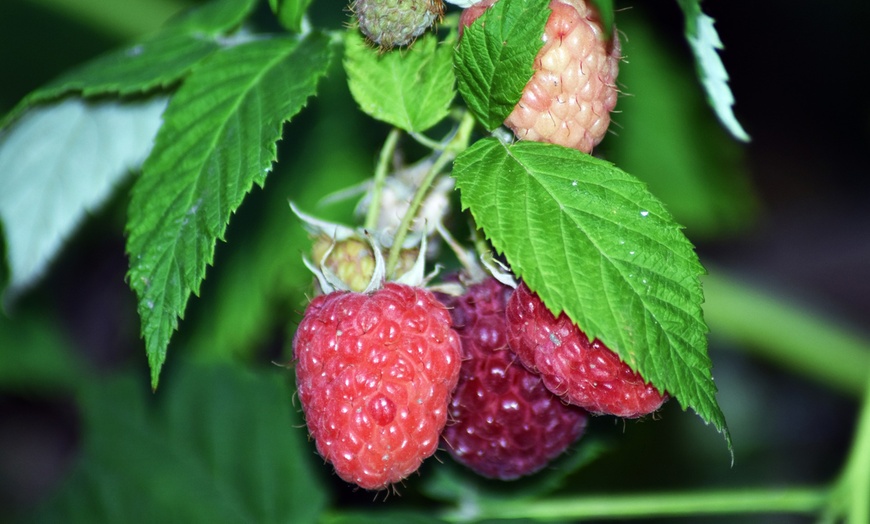 Image 2: Raspberry Bare Root Canes