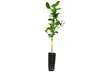 Meyer or Eureka Lemon Citrus Tree Live 4 Inch Potted Plant - Second Medium