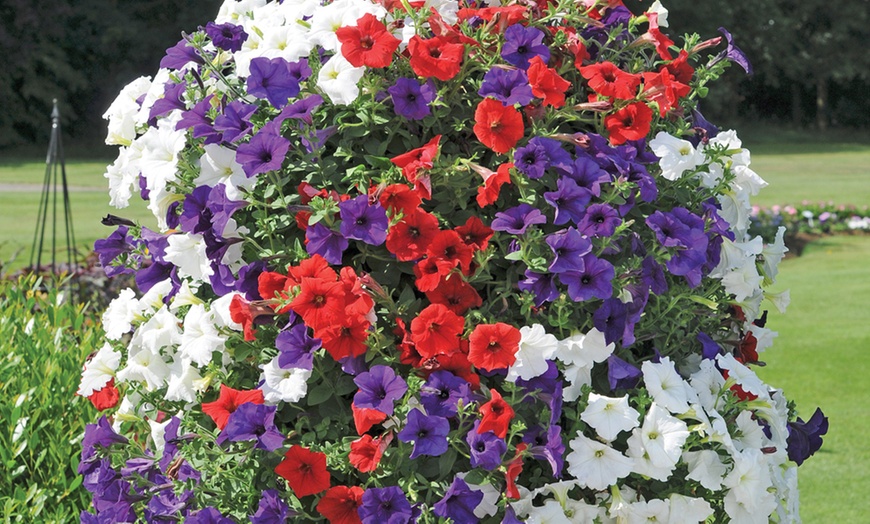 Image 5:  Summer Bedding Plants