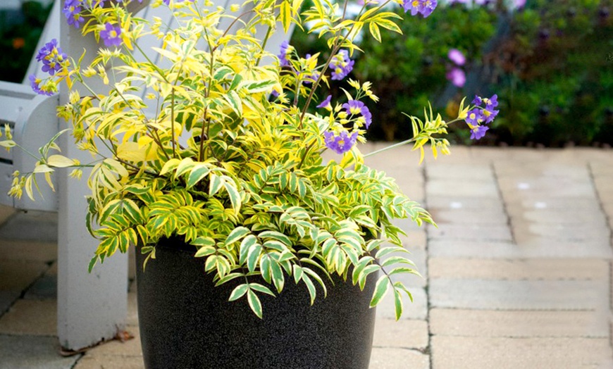 Image 1: Three 9cm Polemonium Golden Feathers Plants