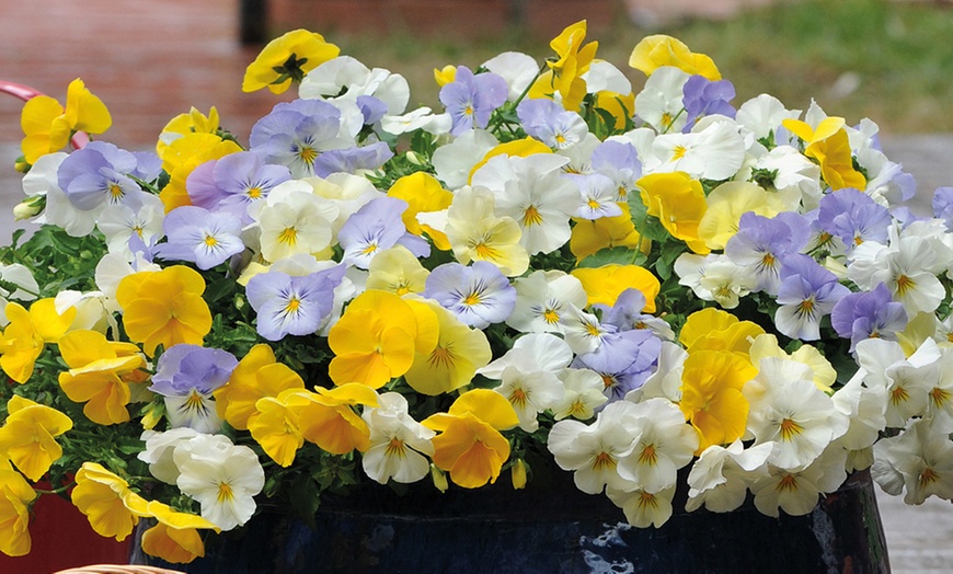 Image 1: 5, 15 or 25 Pansy Cool Wave Pastel Mix Plants