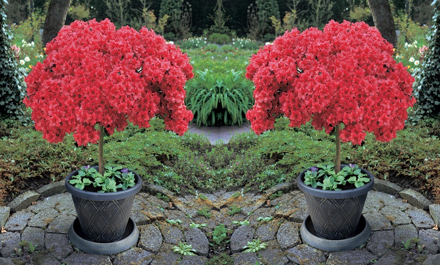 Image 1: One or Two Japanese Red Azalea Standard Trees