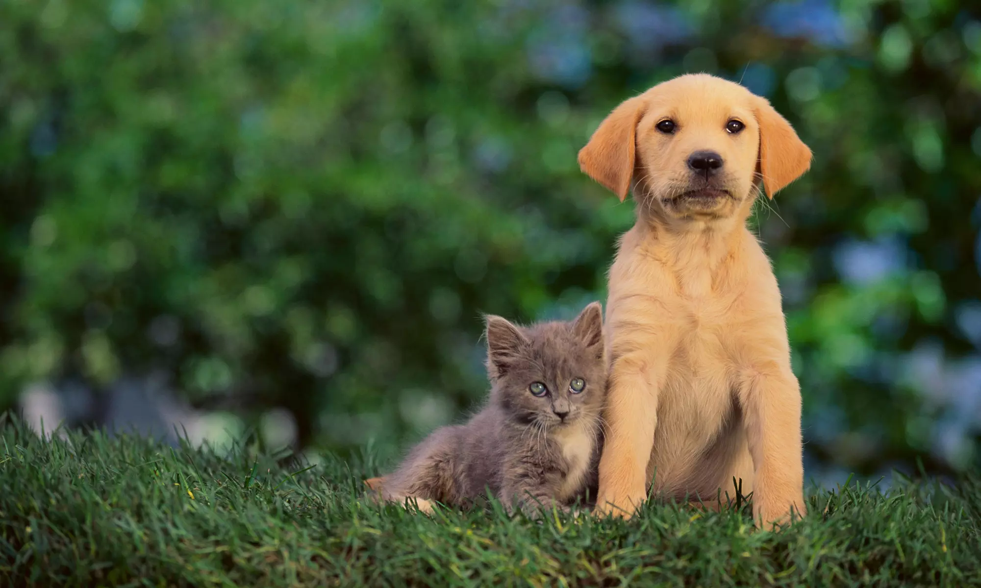 $12 for $25 voucher — Doo Doo Be Gone - Primary Image