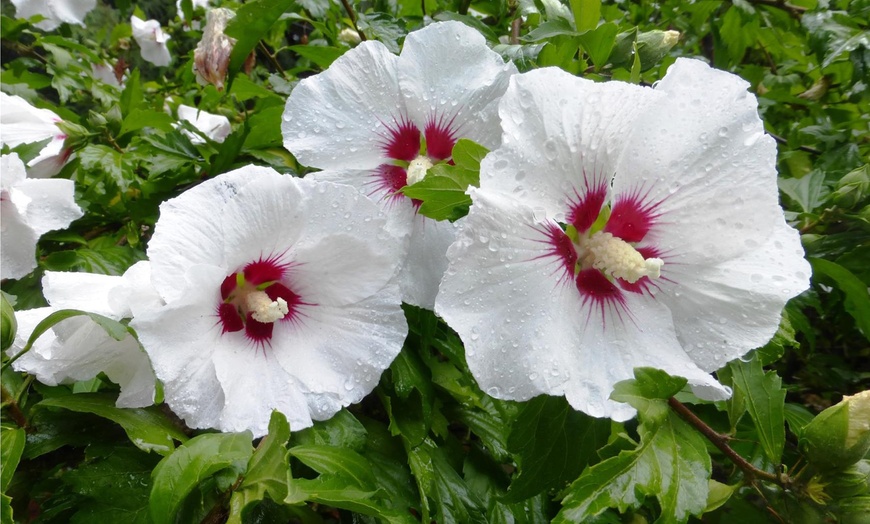 Image 2: Pianta Hibiscus tricolore