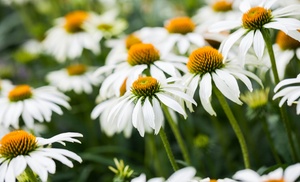 Up to Three Echinacea Purpurea White Swan Potted Plants