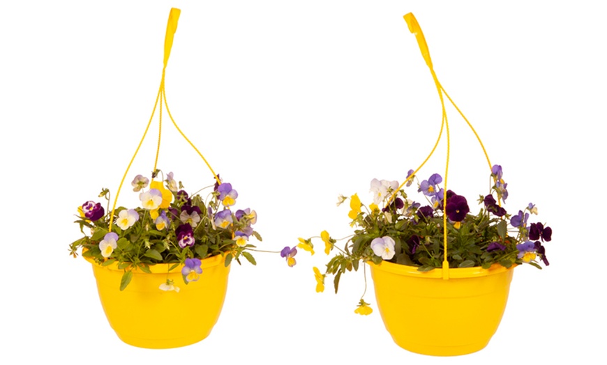 Image 3: Two Preplanted Cool Wave Pansies in Baskets
