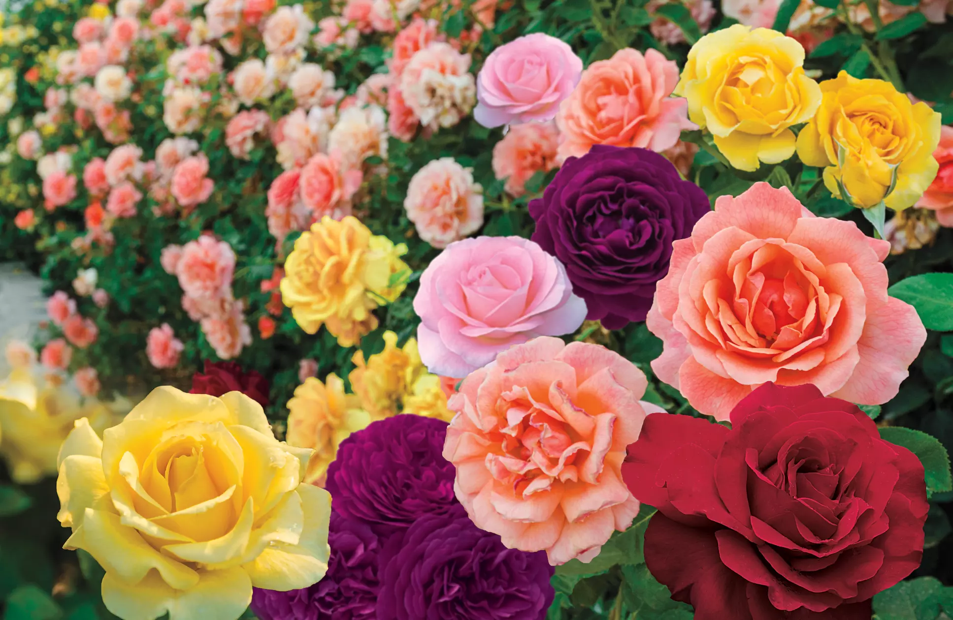 Rainbow Rose Collection (4 Bare Root Plants)  - Primary Image