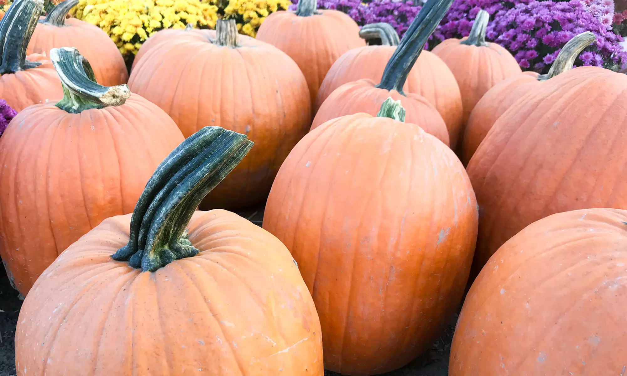 Fall Package for Two, Four, or Six at Kelder's Farm (Up to 44% Off) - Second Medium