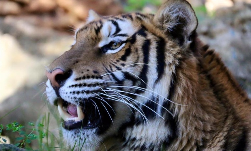 Image 11: Visita al Zoo Castellar