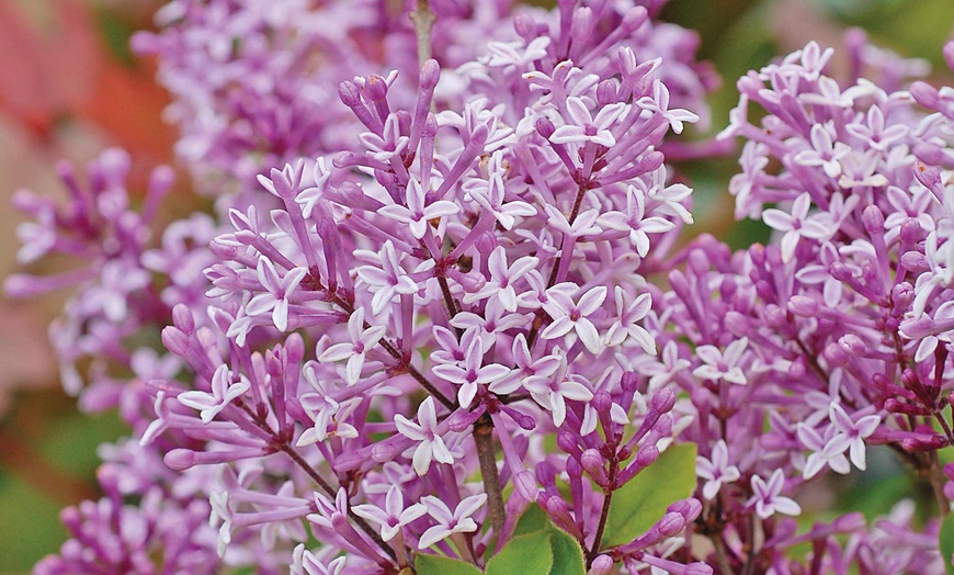 Image 3: Dwarf Lilac Standard Tree - One, Two or Three Plants in 2-litre Pot