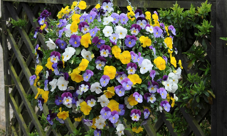 Image 2: Two Preplanted Cool Wave Pansies in Baskets
