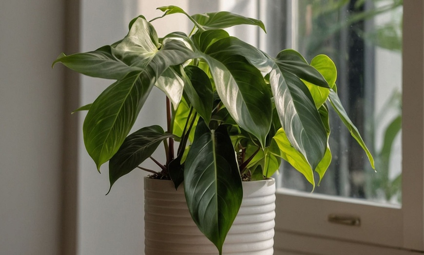 Image 1: Plante d'intérieur 'Philodendron Florida'