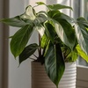 Image 1: Plante d'intérieur 'Philodendron Florida'