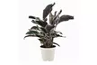1x oder 2x  Korbmarante 'Fusion White' (Calathea) - Second Medium