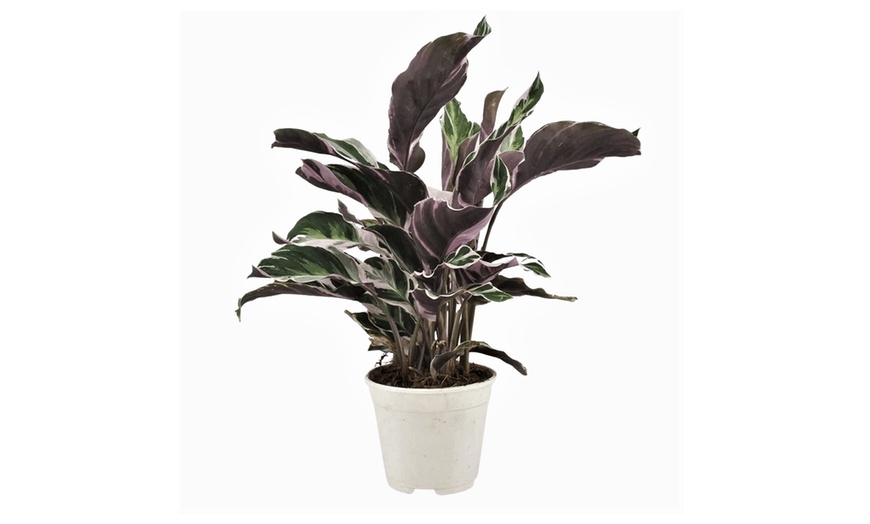 Image 7: Plante de Calathea Fusion White