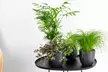 4 plantas mixtas de interior o para mascotas - Second Medium