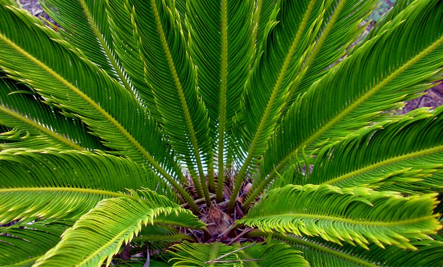 Image 3: Set van 2 palmbomen "Sago Palm"