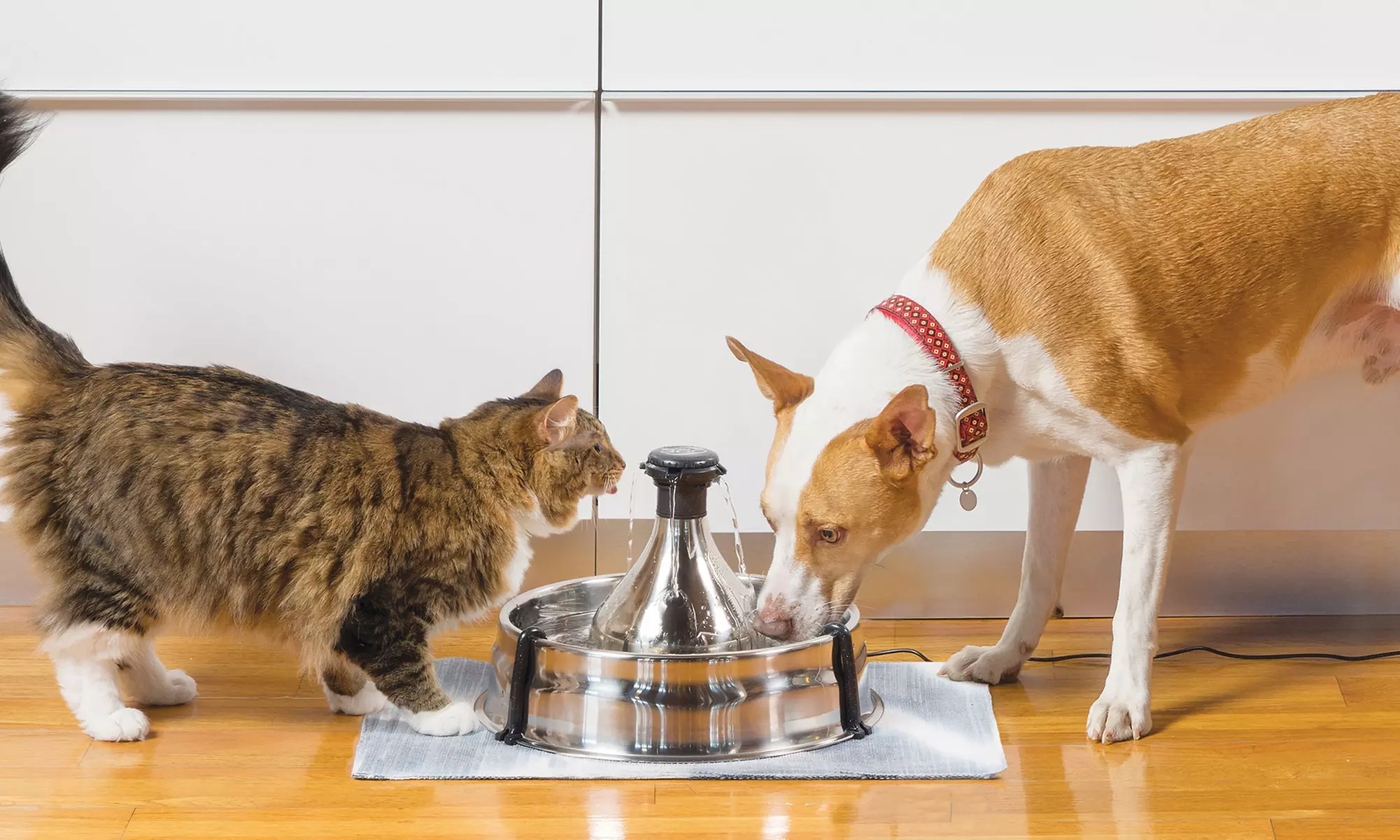 Drinkwell Pet Fountains by PetSafe - Primary Image