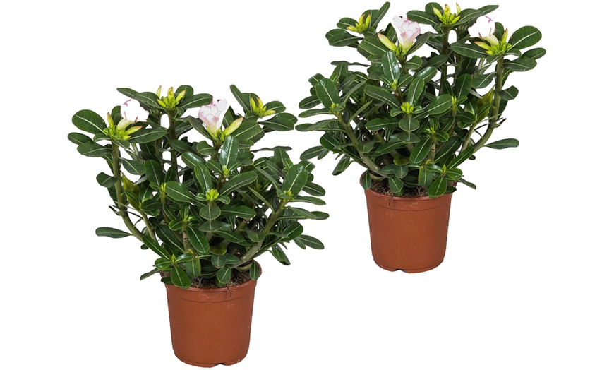 Image 5: 1 of 2 "Adenium" woestijnroos planten