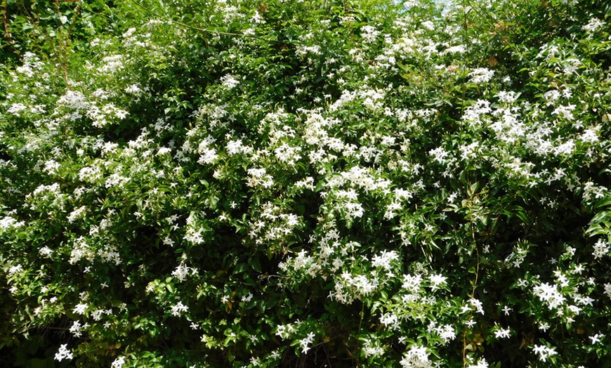 Image 6: One, Two or Three Jasminum Officinale Potted Plants