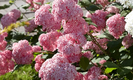 1 o 2 piante di ortensia Pink Annabelle