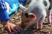Ticket for Two Hours of Piggy Pet and Play or Guide to Pig Keeping at Kew Little Pigs ( Up to 17% Off ) - Second Medium