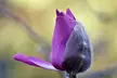 Membership or Visit for One Adult or Family to UBC Botanical Garden and Nitobe Memorial Garden (Up to 46% Off) - Second Medium